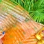 Bánh tráng vuông đỏ Mạnh Hùng dùng để cuốn bánh tráng bơ thơm ngon