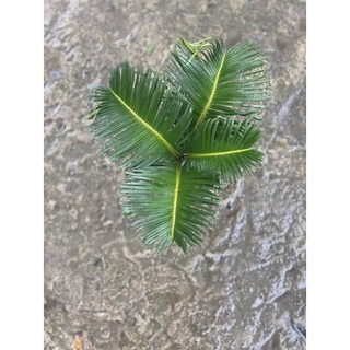 Chậu nhựa cứng Thiên Tuế Mini Để Bàn, Trang Trí Văn Phòng |Vườn Như Ngọc| - Đã bật hoả tốc