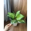 Cây giả - cây lá đốm 30cm/40cm