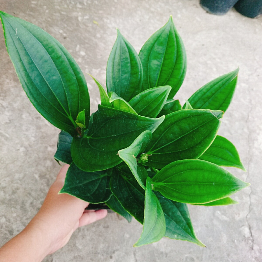 Hòn Ngọc Viễn Đông - cây cảnh để bàn