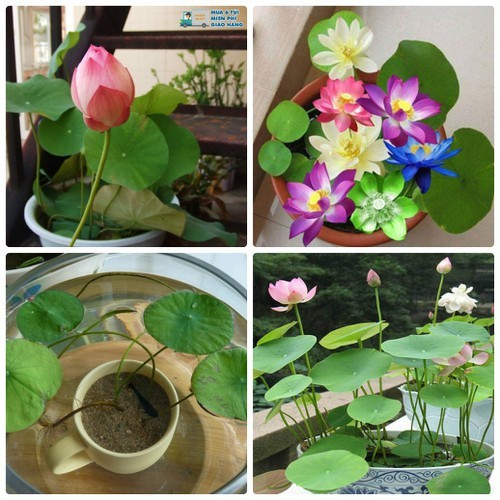 Bộ 30 Hạt giống sen nhật Mini Mix màu