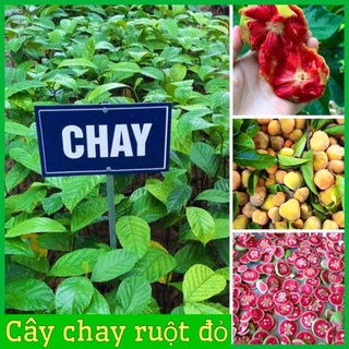 Cây chay ruột đỏ cao 20-30 cm 1 năm ra quả cây giông khoẻ mạnh .