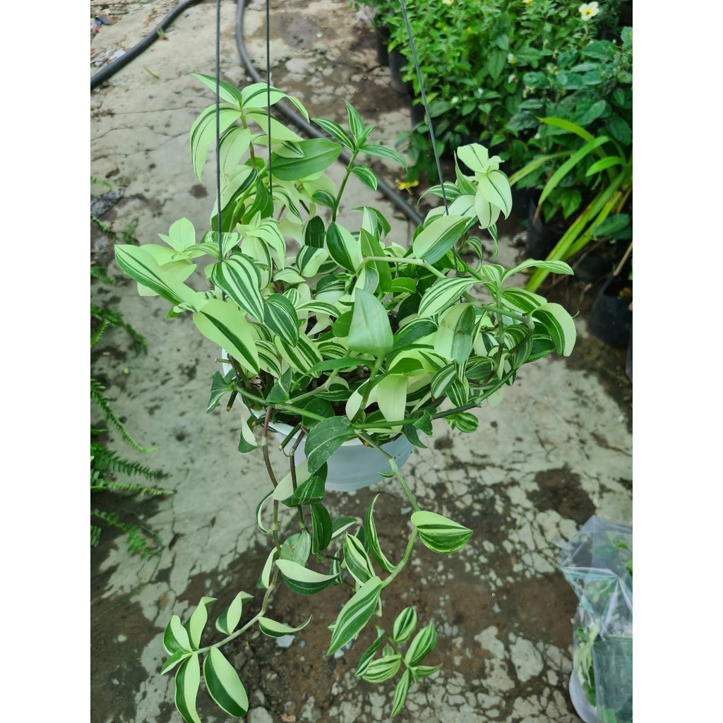 Cây rau trai cẩm thạch | Shopee Việt Nam