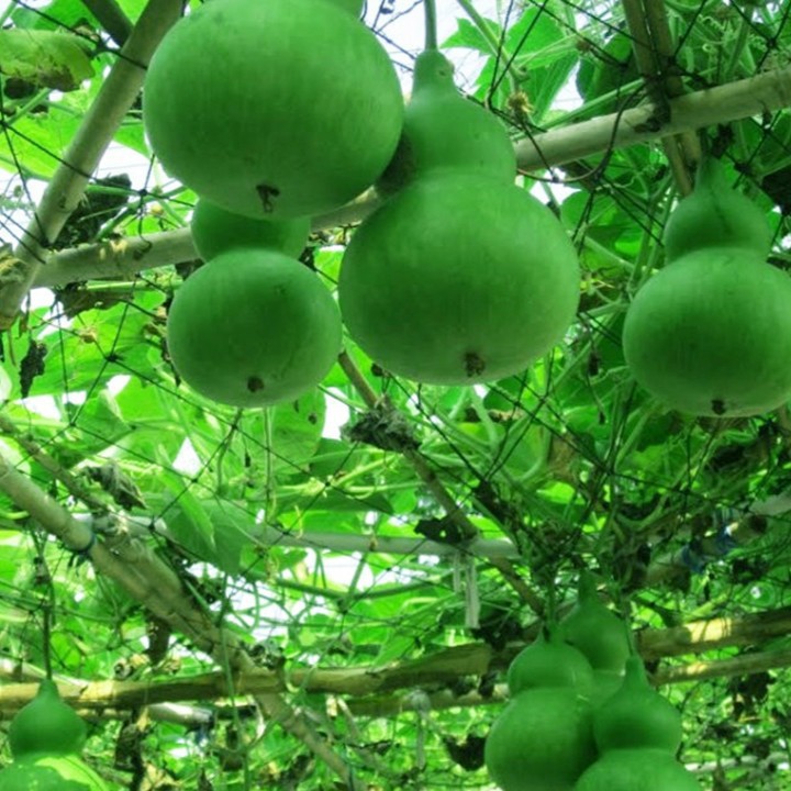 Hạt giống bầu hồ lô