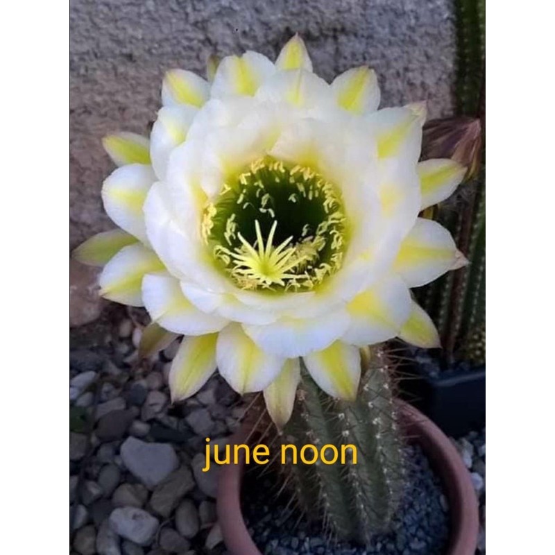 xương rồng echino mã: june noon | Shopee Việt Nam