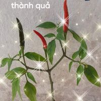 quynhnhi120893