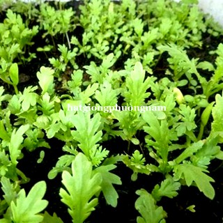 1 Kg - Hạt Giống Tần O Phương Nam