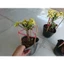 Cây Xương Rồng Bát Tiên (Vàng) - Cây cảnh mini