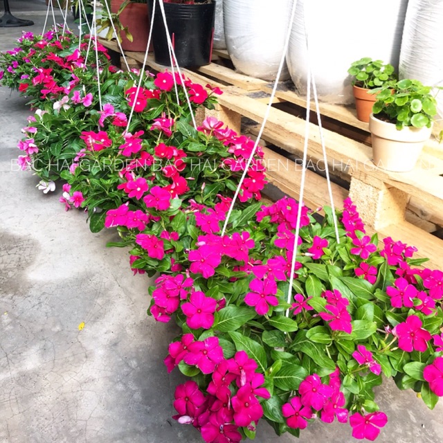 Chậu treo cây dừa cạn thái sẵn nhiều hoa chậu treo- Cây hoa ban công chịu nắng, siêng hoa