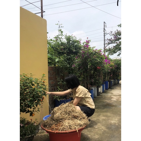 Nước gội đầu Bồ kết truyền thống, gội giảm rụng tóc, gàu, nấm da đầu, thúc đẩy quá trình mọc tóc