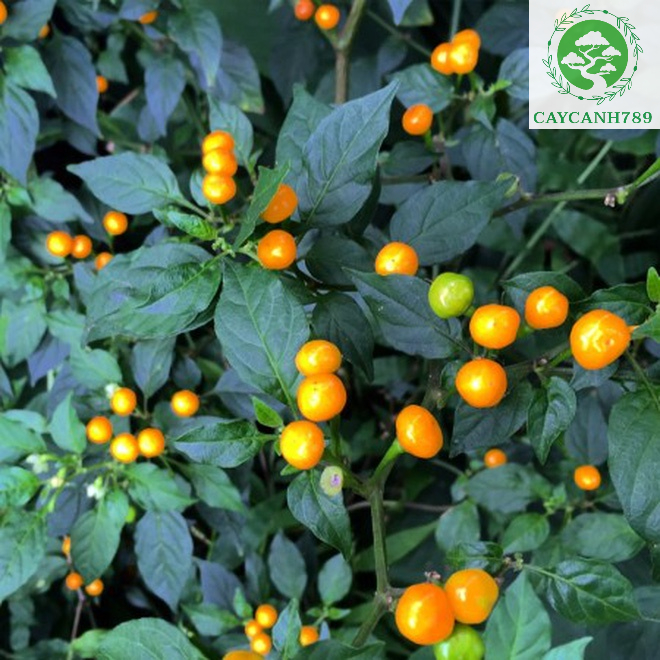 Ớt charapita Peru cay nhất thế giới đang hoa cao 30 cm(Ảnh thật số 2 ...