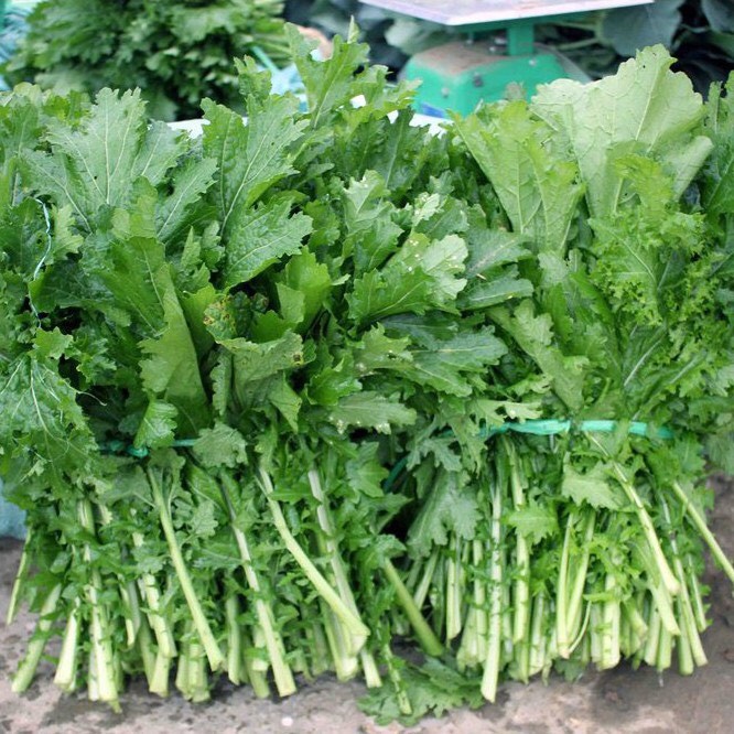 Hạt Giống Rau Cải Mèo🌱 Đặc Sản Vùng Cao, Ăn Ngon Rất Dễ Trồng