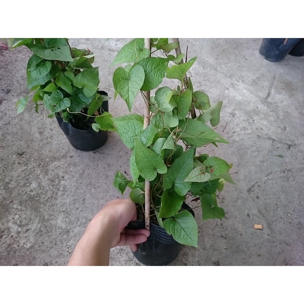 Cây hoa tigon - cây cảnh sân vườn