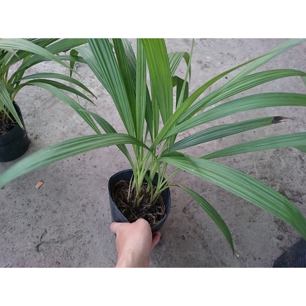Cây lan chu đỉnh vàng ( địa lan hoa vàng ) - cây cảnh để bàn