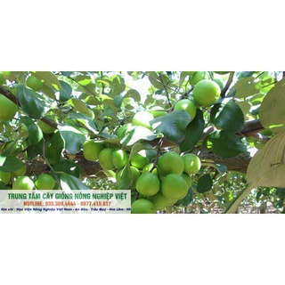 Cây Giống Táo Đài Siêu Năng Suất .