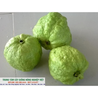 Cây Giống Ổi Nữ Hoàng Mới Lạ .