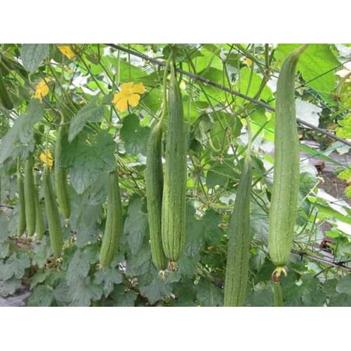 Hạt giống mướp hương năng xuất cao nảy mầm trên 90% gói 2gr hạt