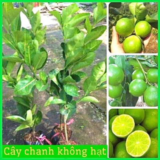 Cây giống chanh không hạt vỏ mỏng cho quả quanh năm .