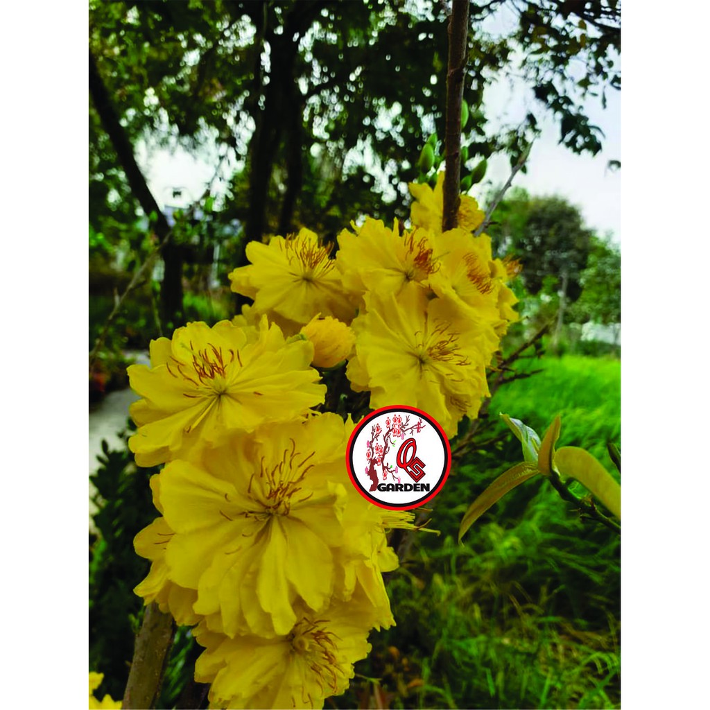 Hoa mai đại lộc 5_49 cánh cây chơi tết khoẻ mạnh