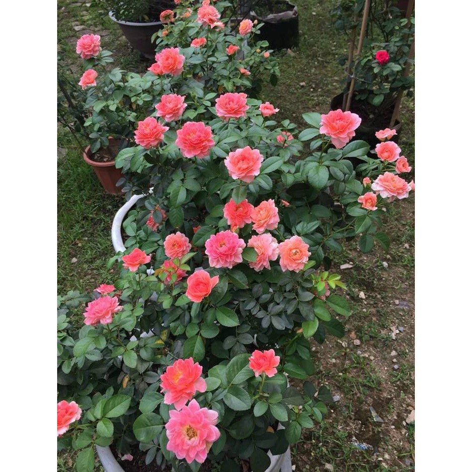 Hạt giống hoa hồng bụi F1