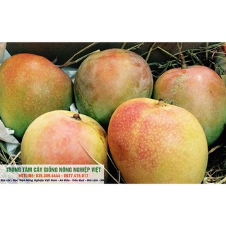 Cây Xoài Úc F1 Quả To Tròn (ảnh thật số 2) .