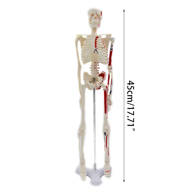 Redbaiaa1 Màu Mini Bộ Xương Người Mẫu Màu Chiều Cao 45cm Cho Giảng Dạy Y Tế Học Tập Trẻ Em Giáo Dục Học Tập Di