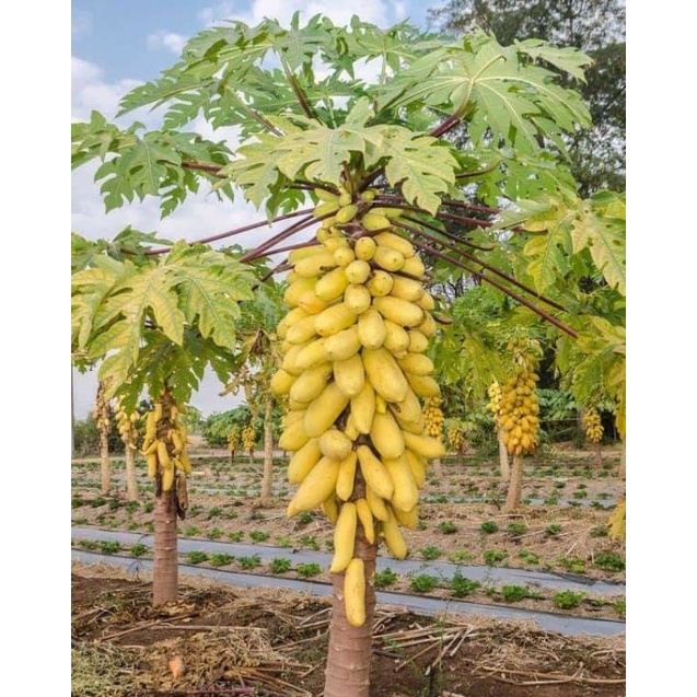 7 hạt giống đu đủ da vàng lùn làm kiểng và ăn 🍏🍏 Độc Lạ 🍒🍒 siêu năng suất