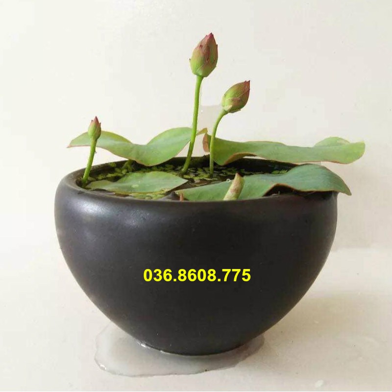 Sen mini (sen bát) trồng chậu siêu đẹp 2k/Hạt