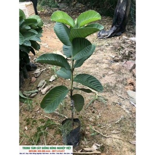 Cây Ổi Ruby Ruột Đỏ Không Hạt Cao 80cm - 1m (Ổi Dưa Hấu) - GIống Cây Nhập Khẩu .