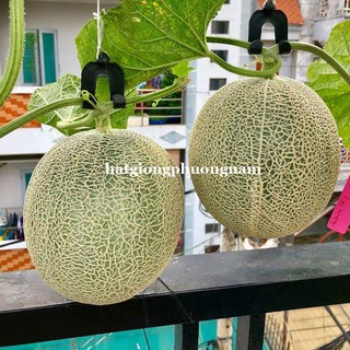 20 Hạt - Hạt Giống  Dưa Lưới Ruột Vàng Phương Nam