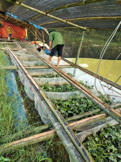 Tráng lồng vèo nuôi ốc nhồi mới nở , nuôi ốc nhồi to