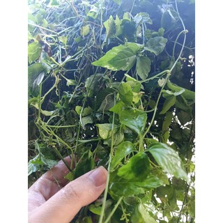 TRÀ GIẢO CỔ LAM 5 LÁ VÕ NHAI sao thơm - 100% GIẢO CỔ LAM TỰ NHIÊN NÚI ĐÁ VÔI