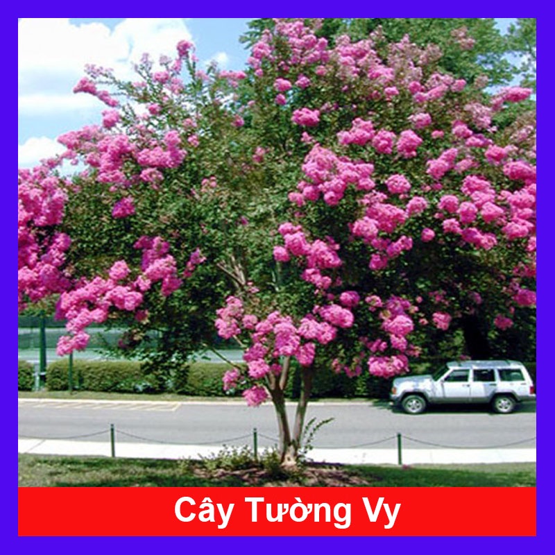 Cây Tường Vi - Cây cảnh sân vườn