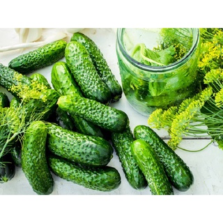 hạt giống dưa chuột bao tử siêu dễ trồng tỉ lệ nảy mầm 90%