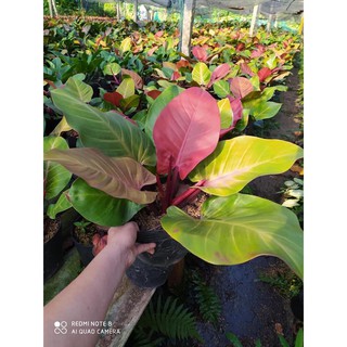 Trầu bà đế vương (đỏ) - Cây cảnh trong nhà