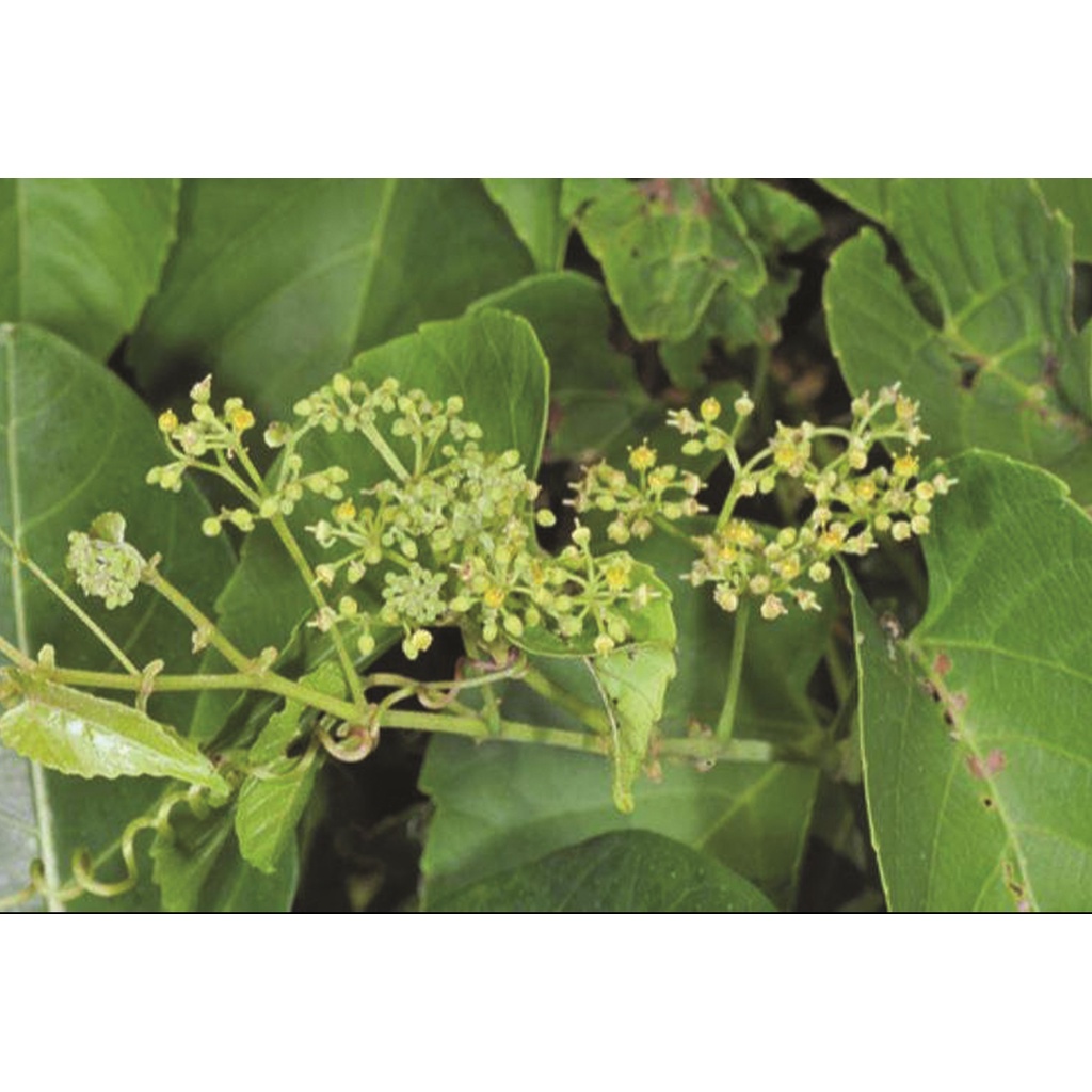 Cây chìa vôi khô cao cấp JINDO 1kg