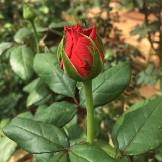 thienho2224