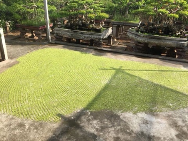1kg Hoa hoè khô thái bình của nhà trồng đảm bảo sạch  thơm ngon