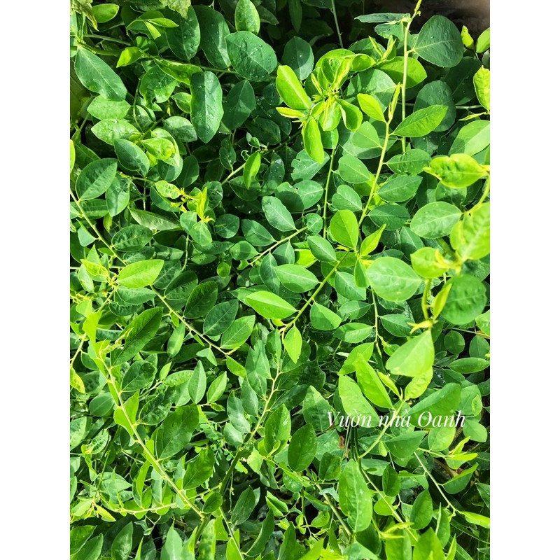 Chậu rau ngót- Cây rau vườn nhà, sạch, khỏe