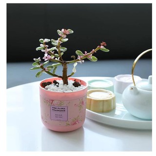 Sáp thơm khử mùi phòng ngủ bếp vệ sinh ô tô 4 mùi hương tự nhiên 190g