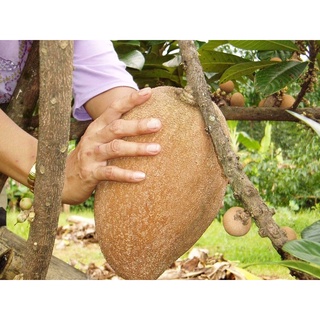 cây Hồng xiêm xoài cây giống ghép cho trái sau 6  tháng ( cây cao 70-1m thích hợp mọi khi hậu ưa mọi loại đất hụi nhiệt