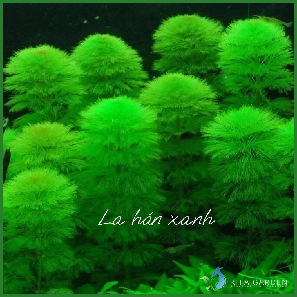 Cây Rong La Hán Thủy Sinh | Shopee Việt Nam