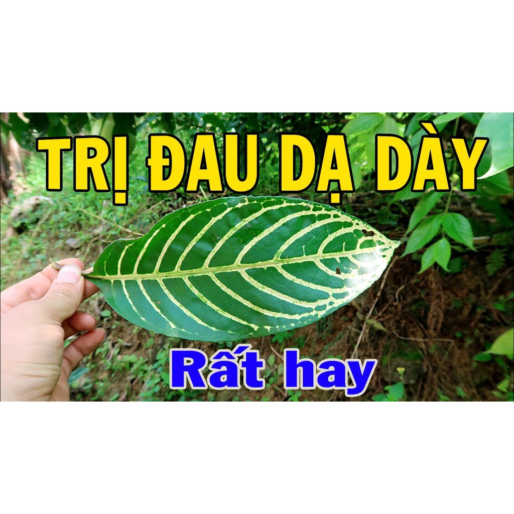 [Mã BMTTC60K giảm đến 60K đơn 50K] Lá xăng xê hay còn gọi là khôi đốm 1kg JINDO tác dụng hỗ trợ dạ dày