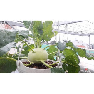 🌟Hạt Giống Su Hào Xanh F1🌟Sinh trưởng Khỏe Củ To Gói 2gr