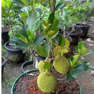 Cây giống mít tố nữ - nữ hoàng các loài mít múi to sai quả thơm vàng ngọt .