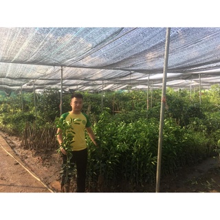 Cây Bưởi Da Xanh Ruột Hồng 80cm - 1m Hơn 1 năm cho quả ( Ảnh Thật) .