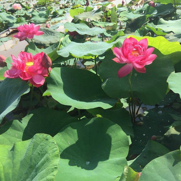 1kg Hạt giống sen nhật Mini