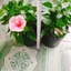 Cây Hoa Dâm Bụt Hồng Viền Trắng - cây cảnh đẹp