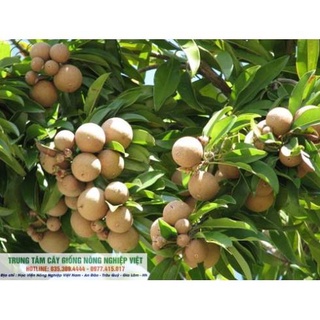 Cây Giống Hồng Xiêm Xuân Đỉnh .