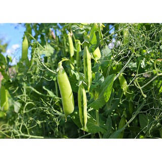 Hạt Giống Đậu Hà Lan, dễ trồng dễ chăm sinh trưởng khoẻ- 20 gam  hạt